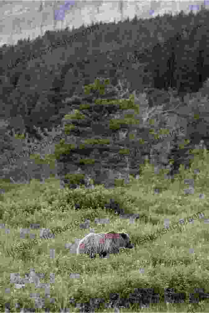 A Grizzly Bear Foraging In A Meadow In Glacier National Park. Glacier National Park Vacation Itineraries For The Perfect One To Seven Day Glacier Park Vacation: Includes The Top Ten Things To Do In Glacier National Park