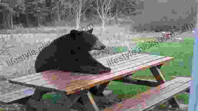 A Patient Bear Sitting In The Forest, Its Large Paws Resting On A Log. Be The Ball: The Magic Dozen At Emerald Pond