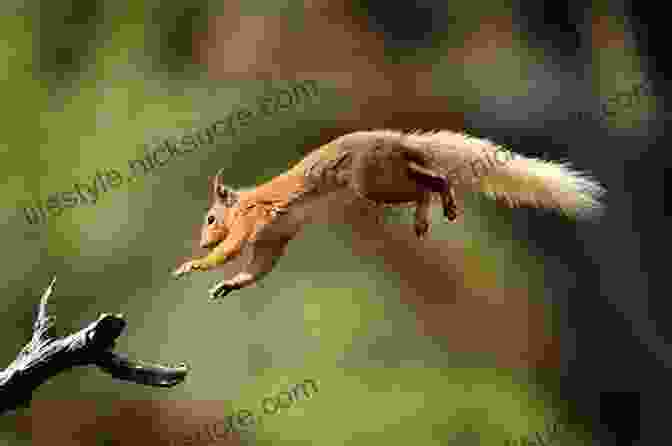 An Agile Squirrel Leaping From Branch To Branch, Its Bushy Tail Flowing Behind It. Be The Ball: The Magic Dozen At Emerald Pond