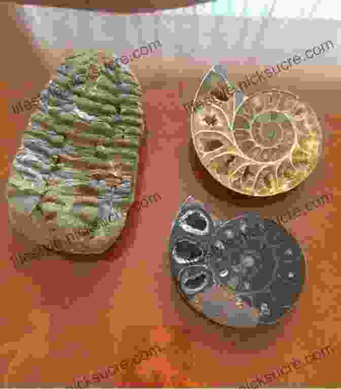 An Array Of Ancient Fossils, Including Stromatolites, Trilobites, And Ammonites, Providing Glimpses Of Life's Early Manifestations. The Planet In A Pebble: A Journey Into Earth S Deep History (Oxford Landmark Science)