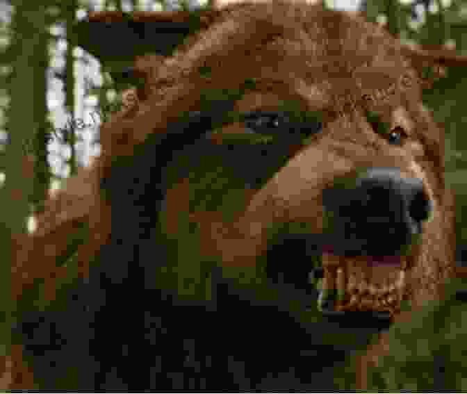 Jacob Black Transforms Into A Werewolf In Breaking Dawn Breaking Dawn (The Twilight Saga 4)